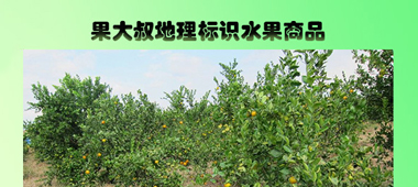 果大叔水果项目展示